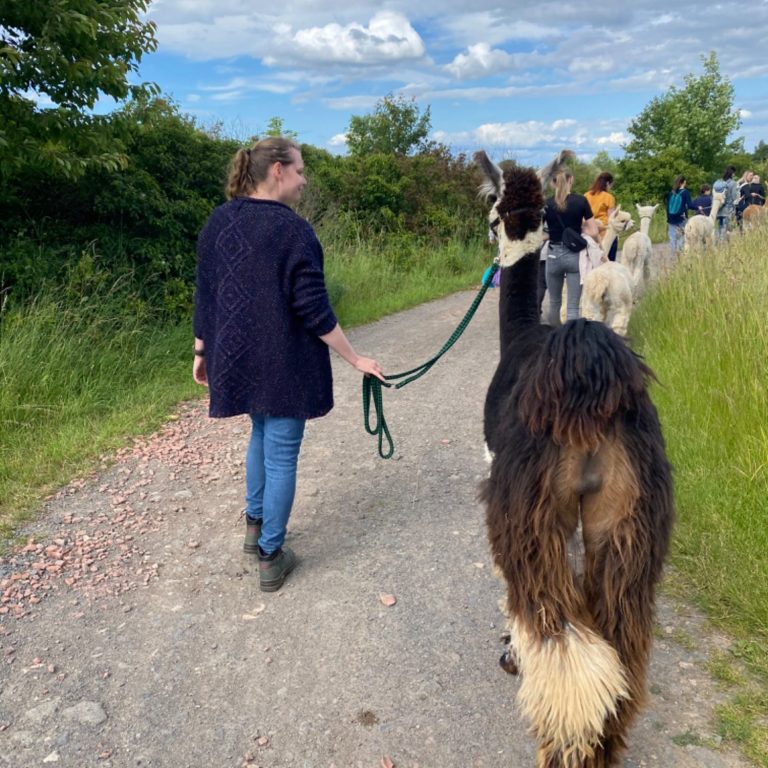 Lama-Spaziergang - Unbekannt